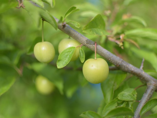 Ajuster son alimentation avec l’arrivée du printemps