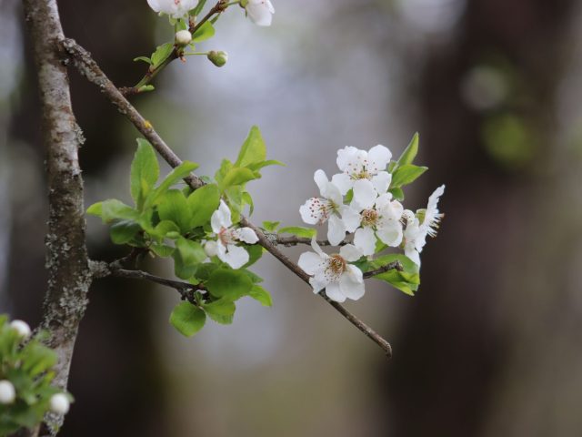 Protégez-vous des allergies saisonnières ce printemps
