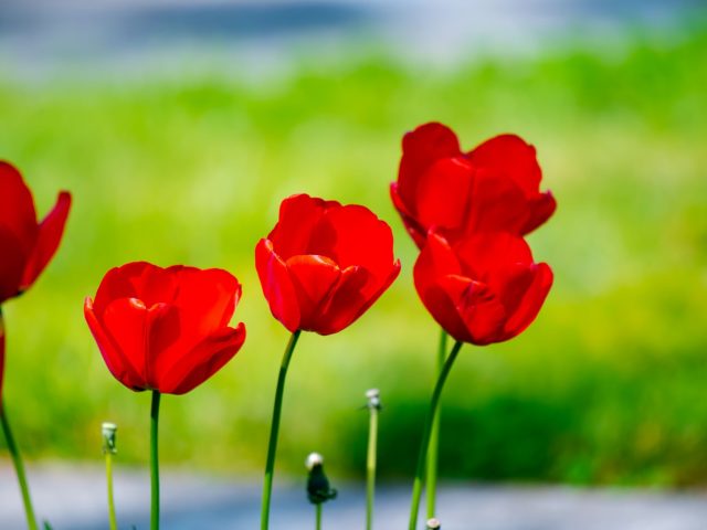 Comment limiter les allergies saisonnières au printemps