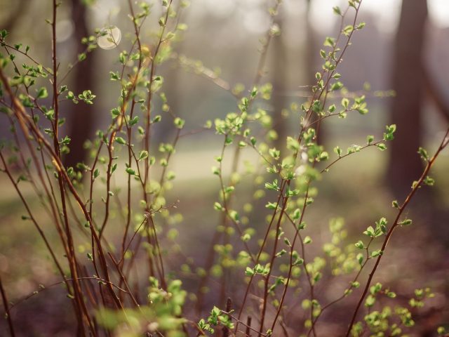 Quelles mesures prendre pour éviter les allergies au printemps ?