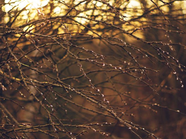 Prévenir les allergies saisonnières au printemps