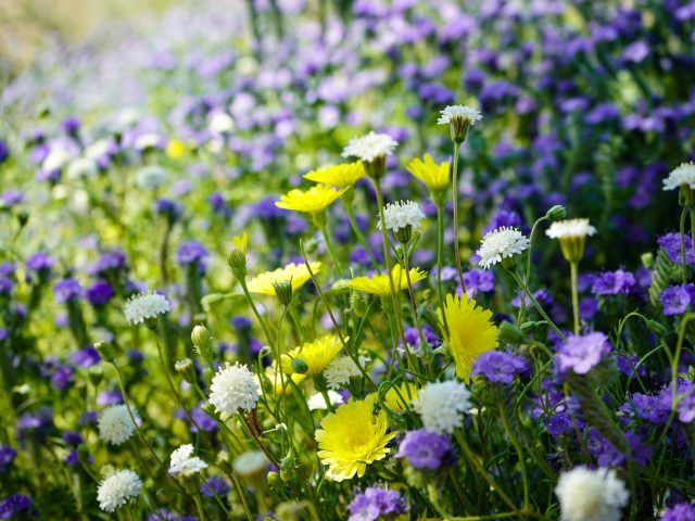 Éviter les allergies printanières : conseils pratiques