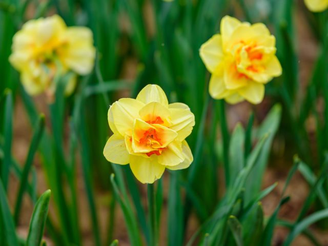 Allergies de Printemps : Comment les Éviter Efficacement ?
